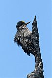 Black-backed Woodpecker